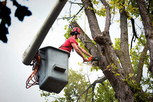 Professional Tree Removal and Landscaping Services in Lake Summerset, IL